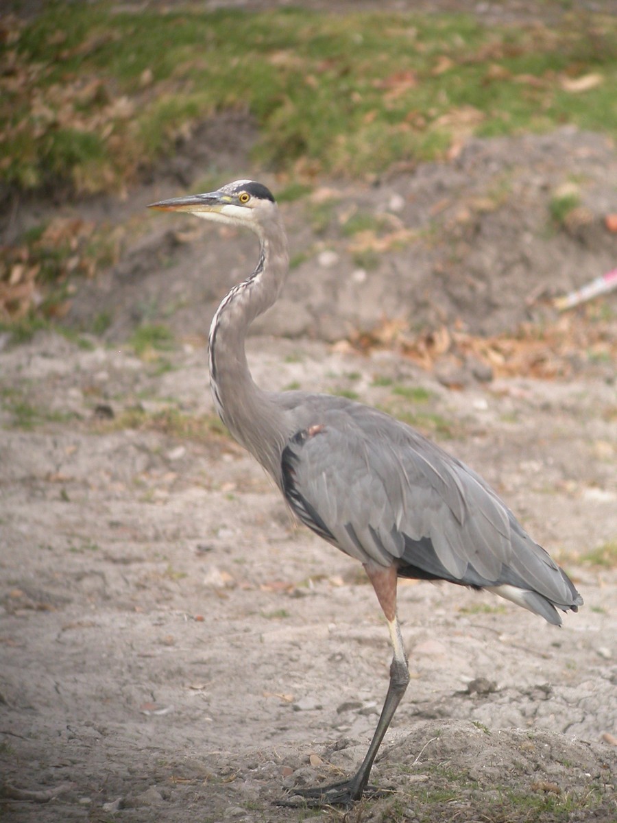 Great Blue Heron - ML631393088