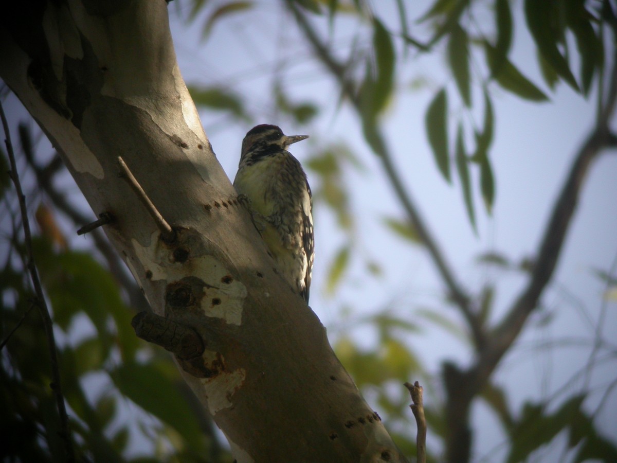 Yellow-bellied Sapsucker - ML631393099
