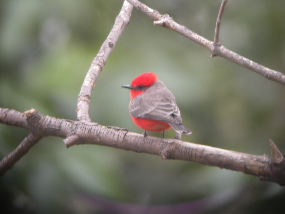 Vermilion Flycatcher - ML631393102