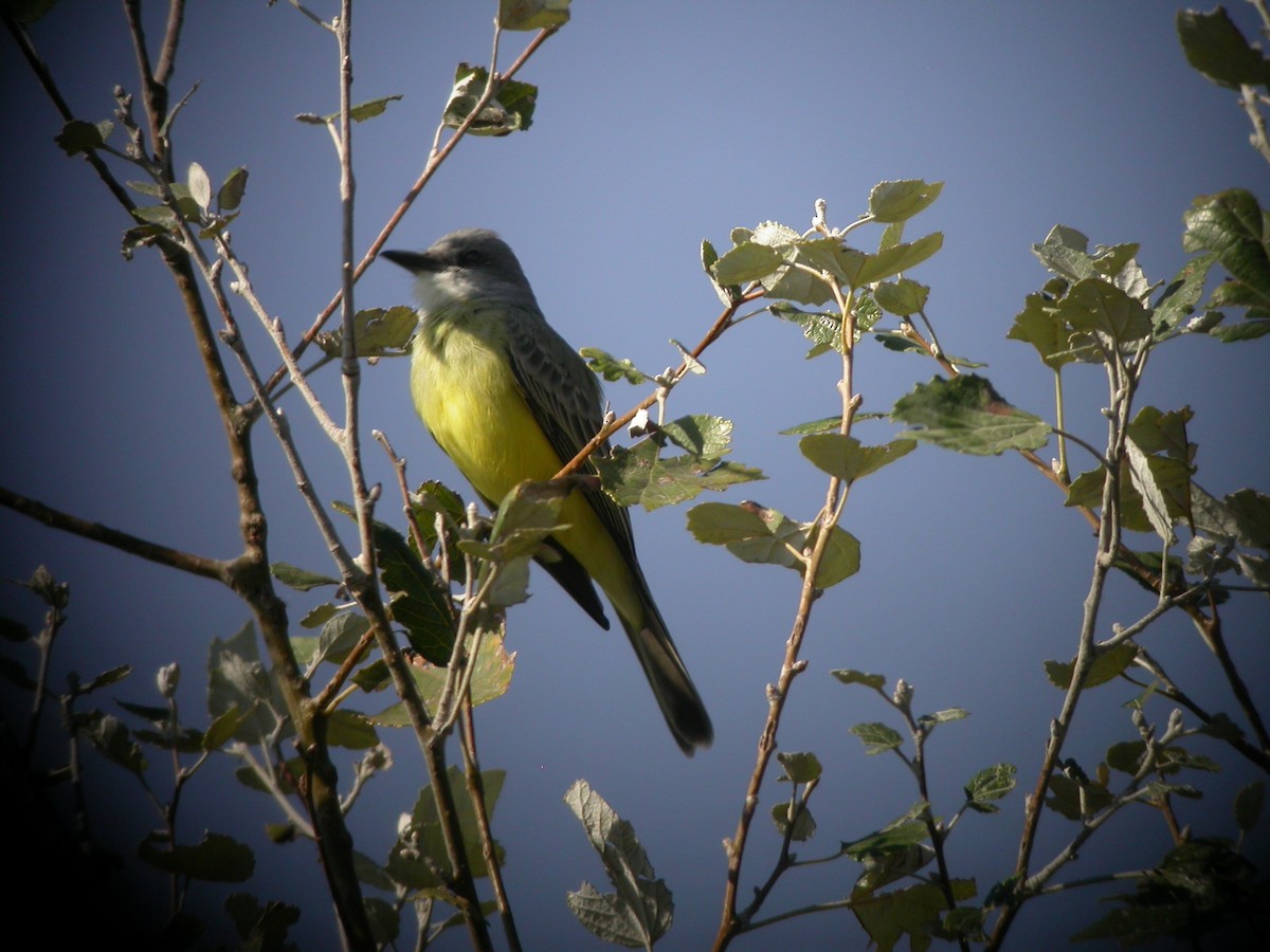 Tropical Kingbird - ML631393106