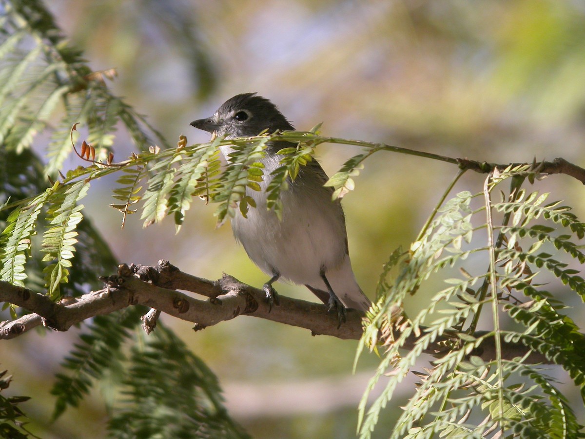 Cassin's Vireo - ML631393119