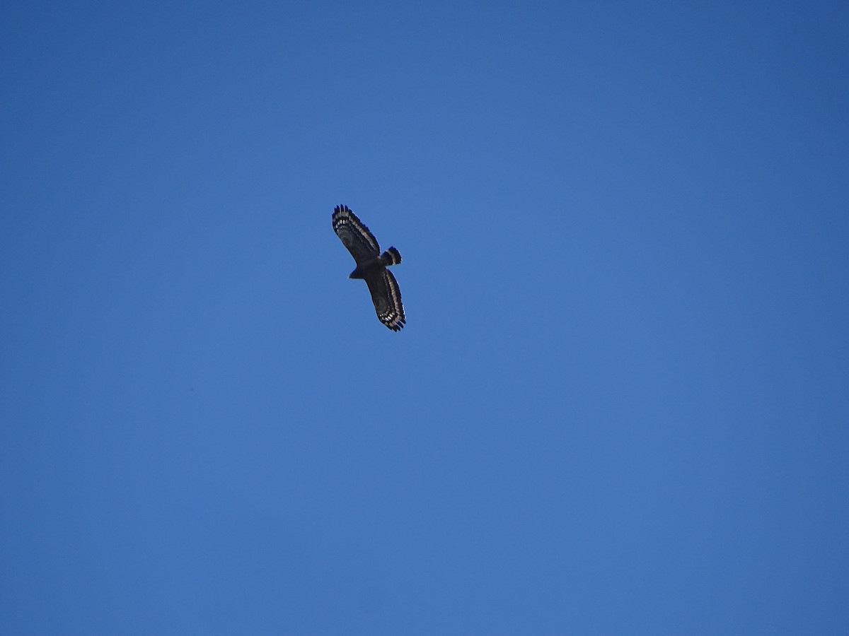 Crested Serpent-Eagle - ML631393136