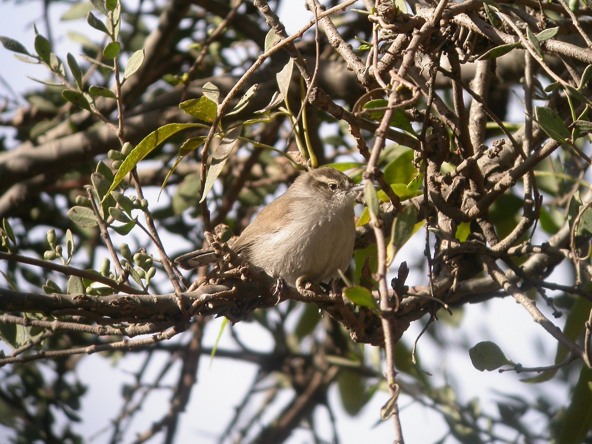 Bewick's Wren - ML631393137
