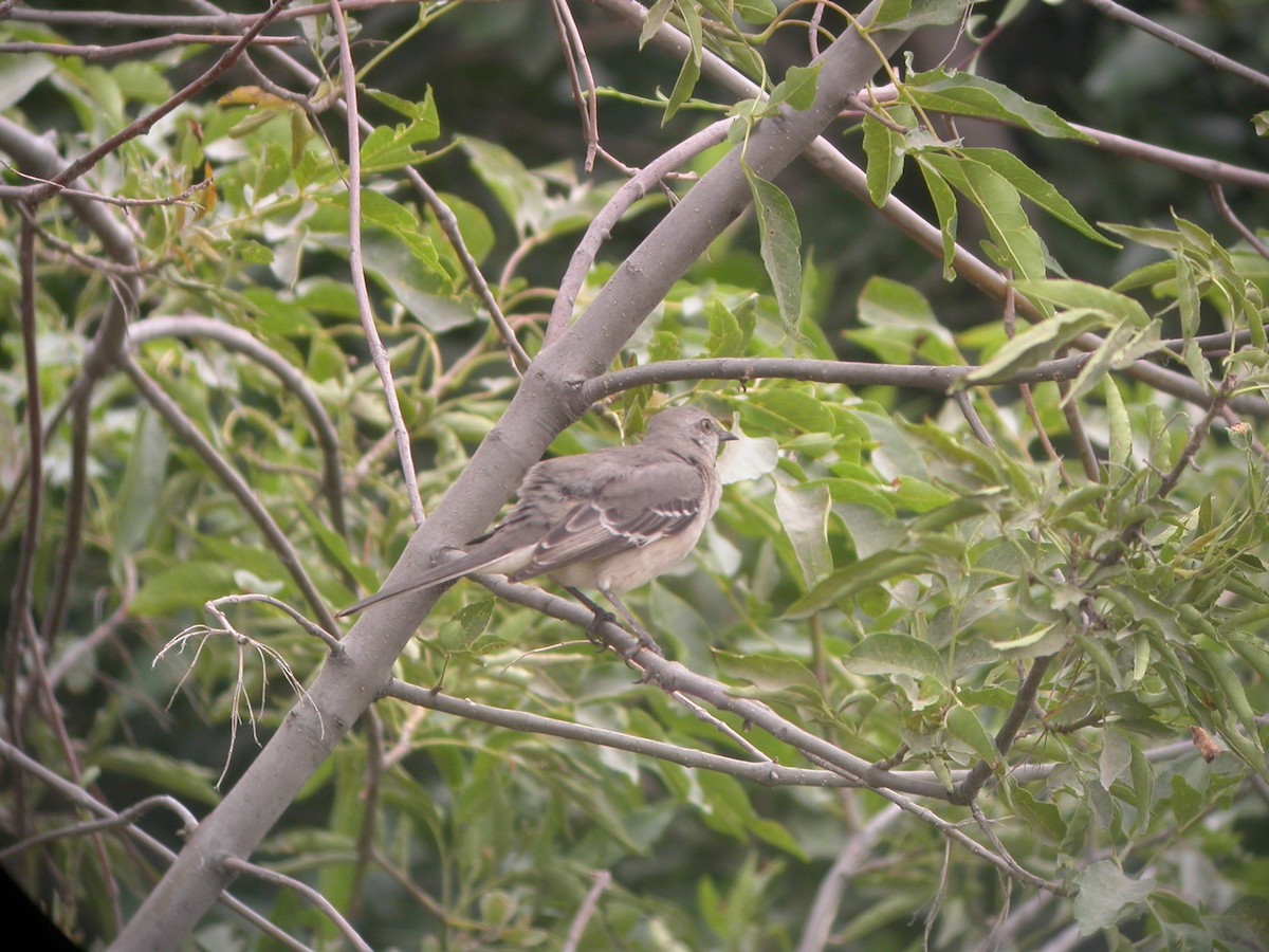 Northern Mockingbird - ML631393173