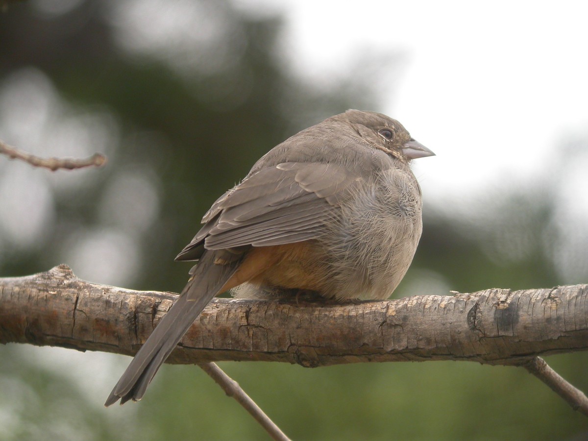 Canyon Towhee - ML631393179