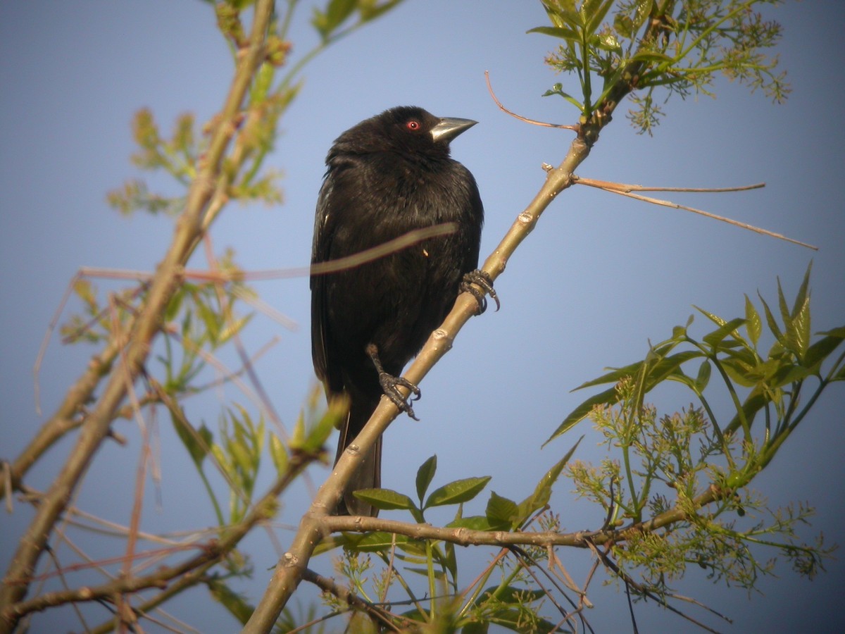 Bronzed Cowbird - ML631393188