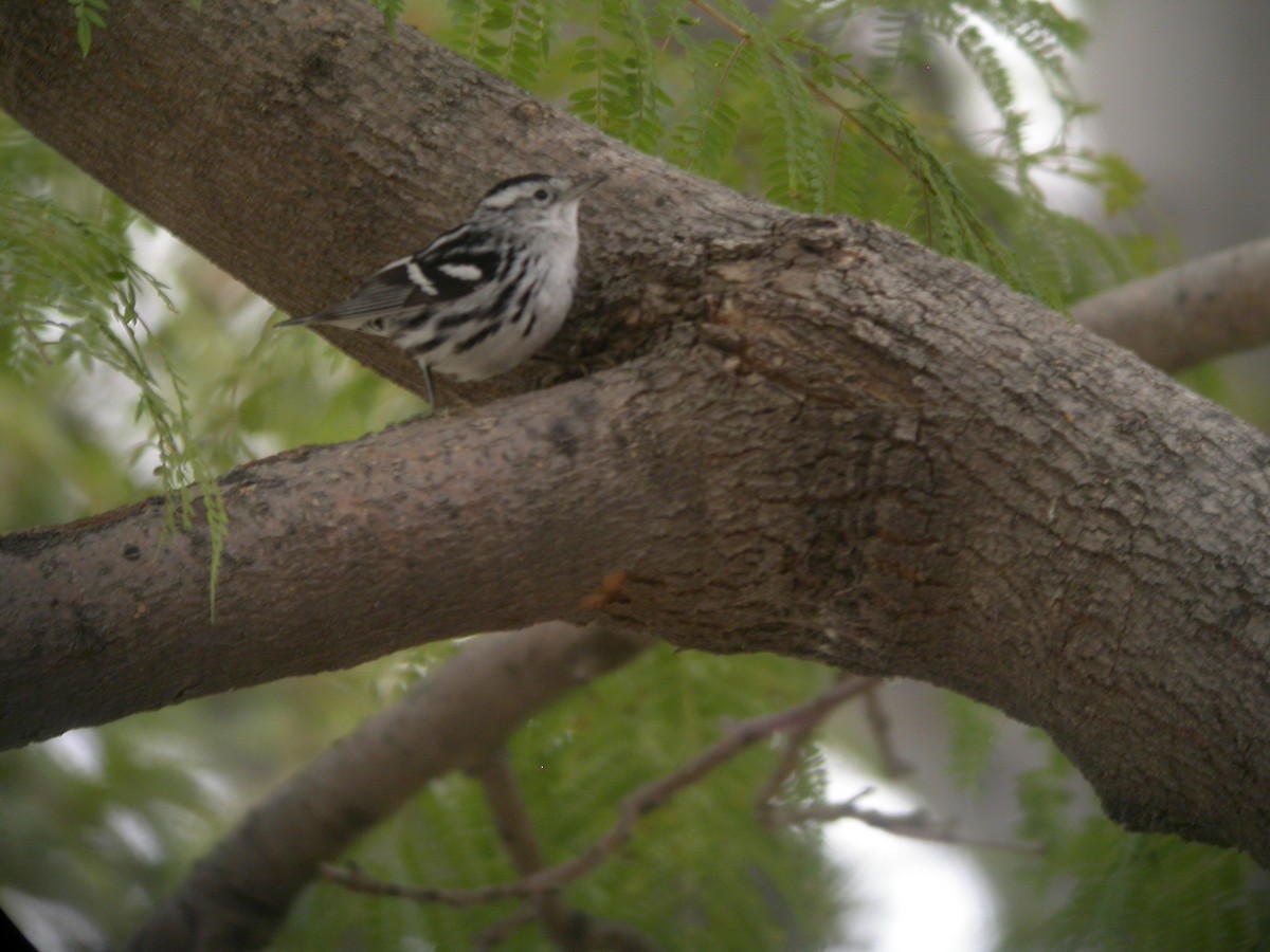 Black-and-white Warbler - ML631393200