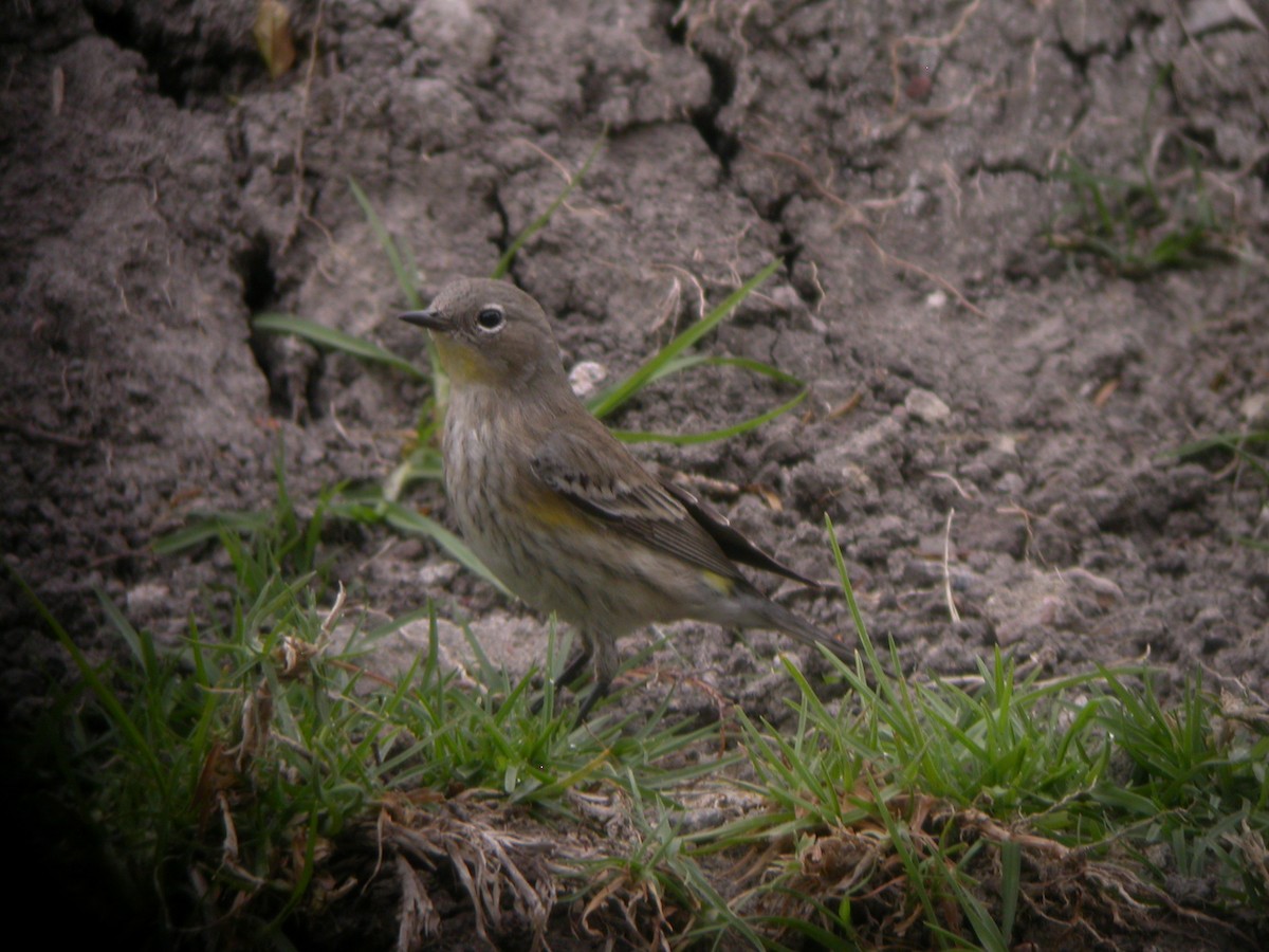Yellow-rumped Warbler - ML631393214