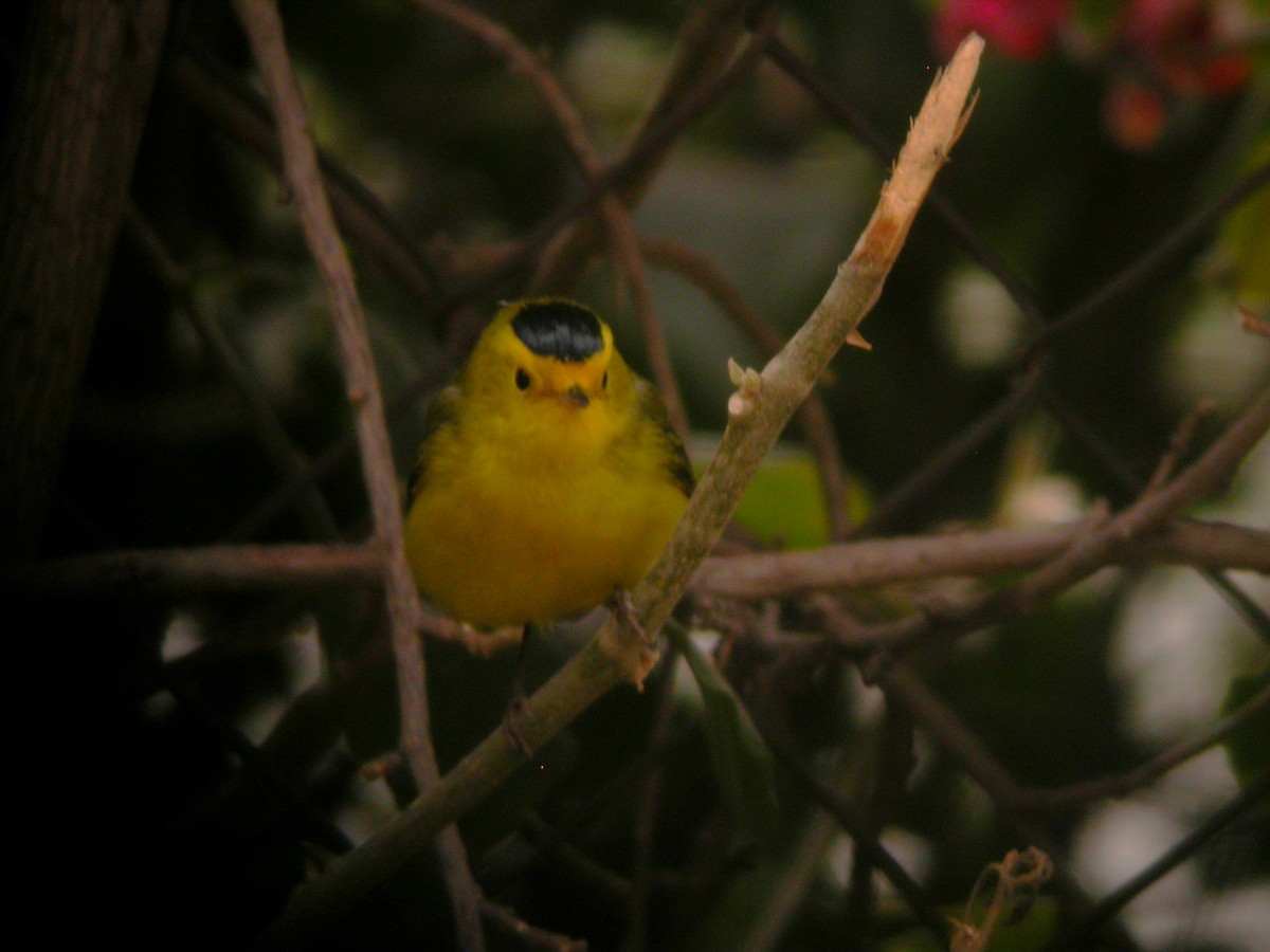 Wilson's Warbler - ML631393220
