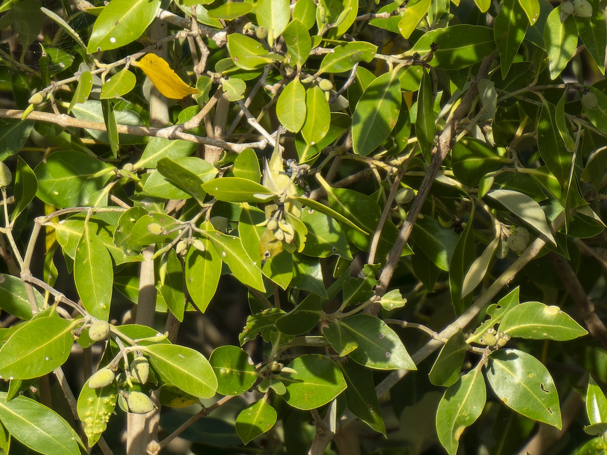 Australian Yellow White-eye - ML631393225
