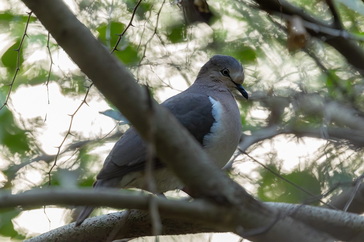 Grenada Dove - ML631393230