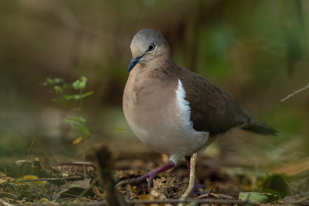 Grenada Dove - ML631393231