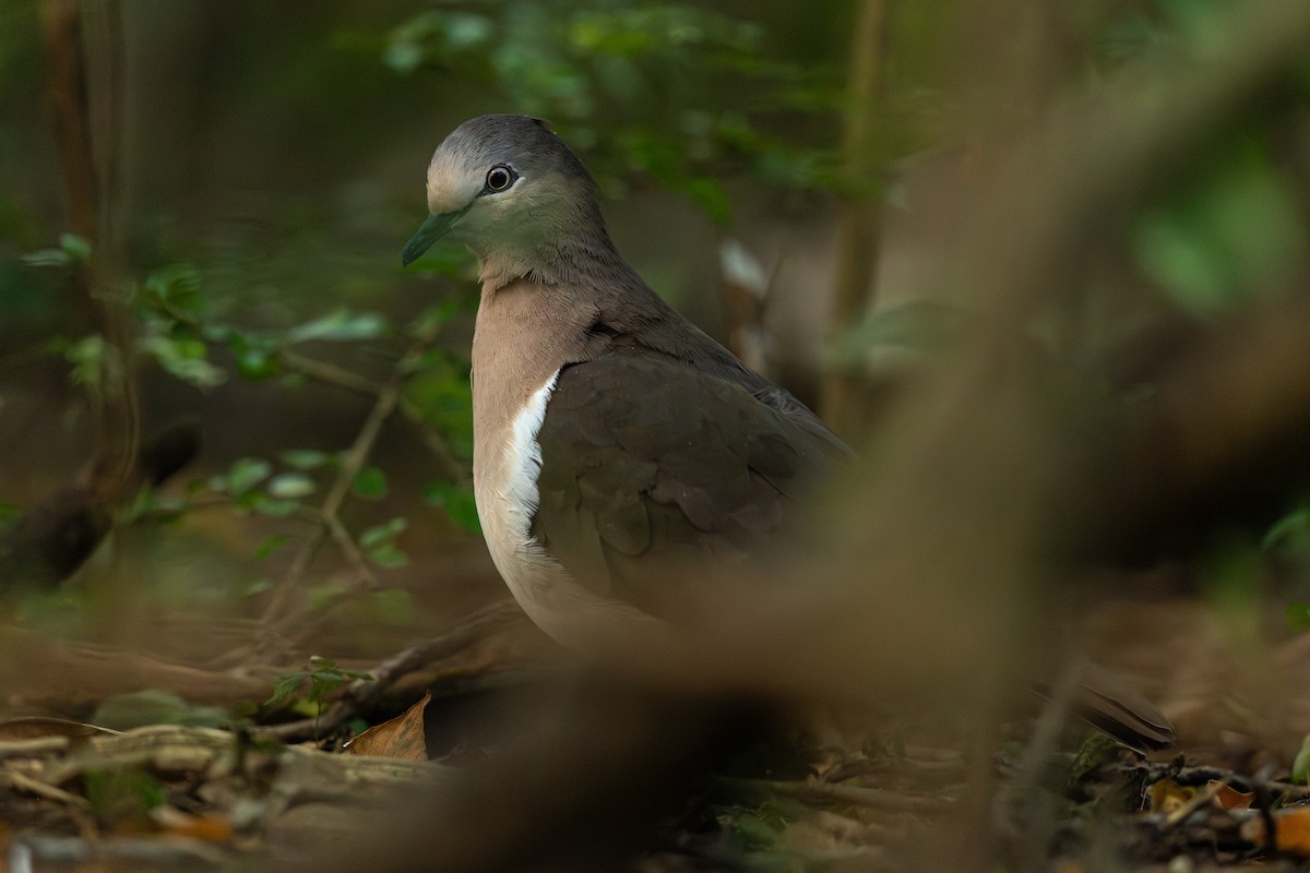 Grenada Dove - ML631393232