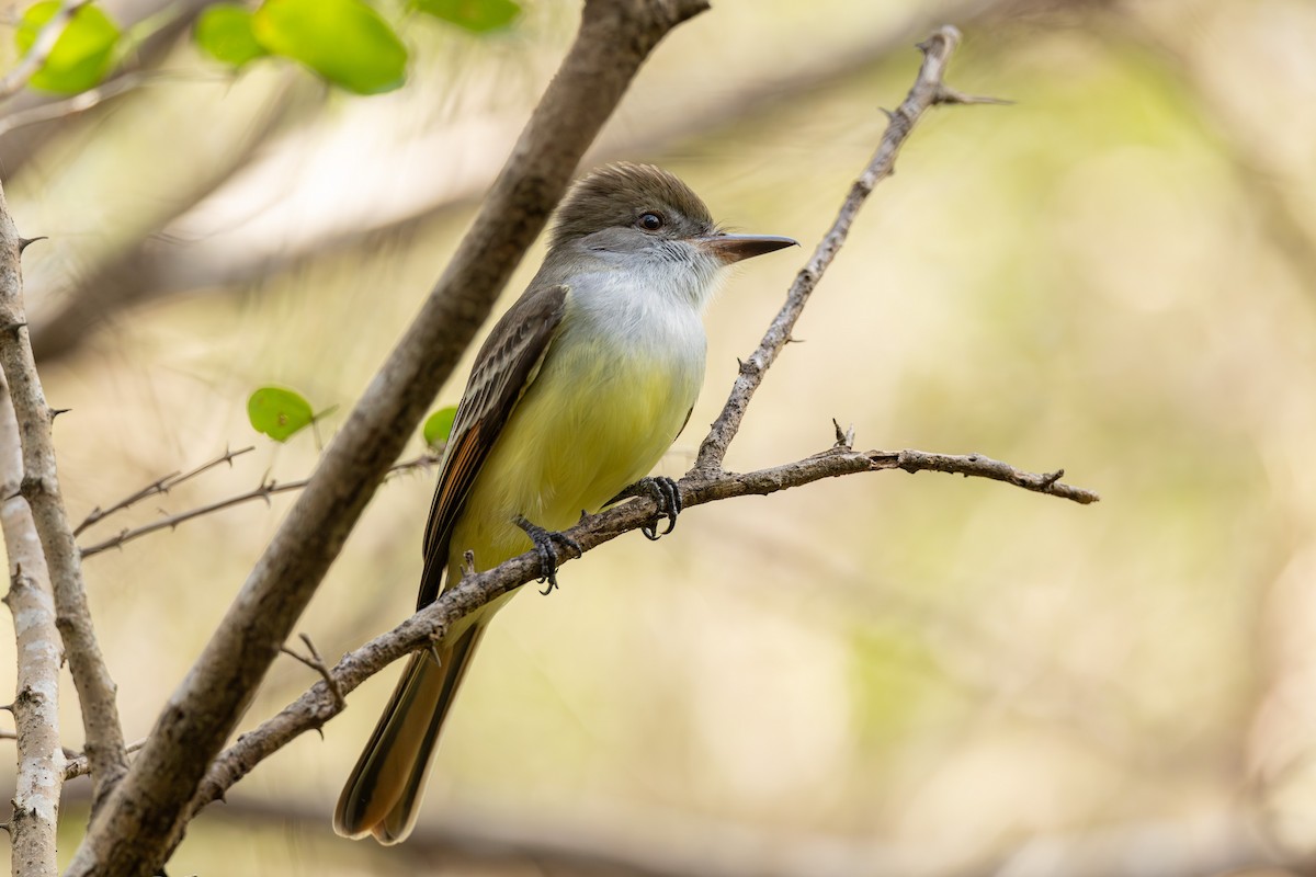 Grenada Flycatcher - ML631393243