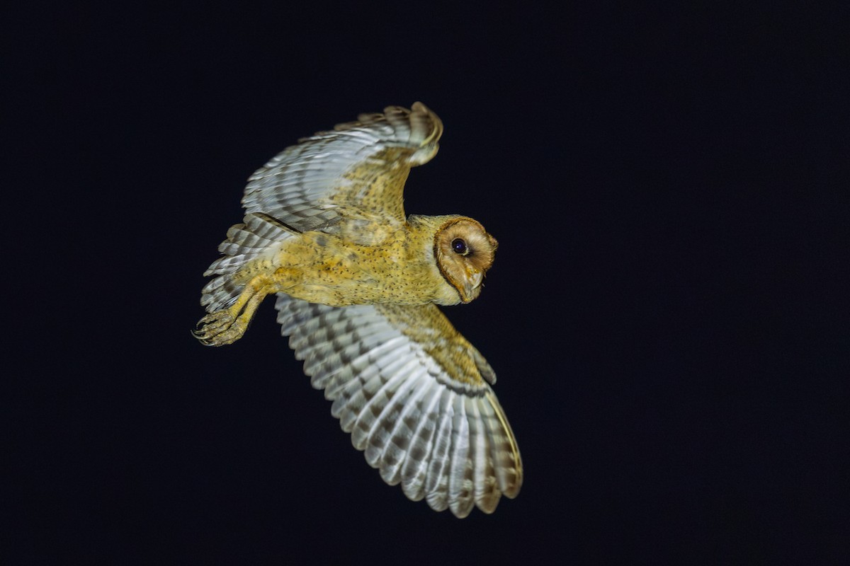 American Barn Owl (Lesser Antilles) - ML631393269