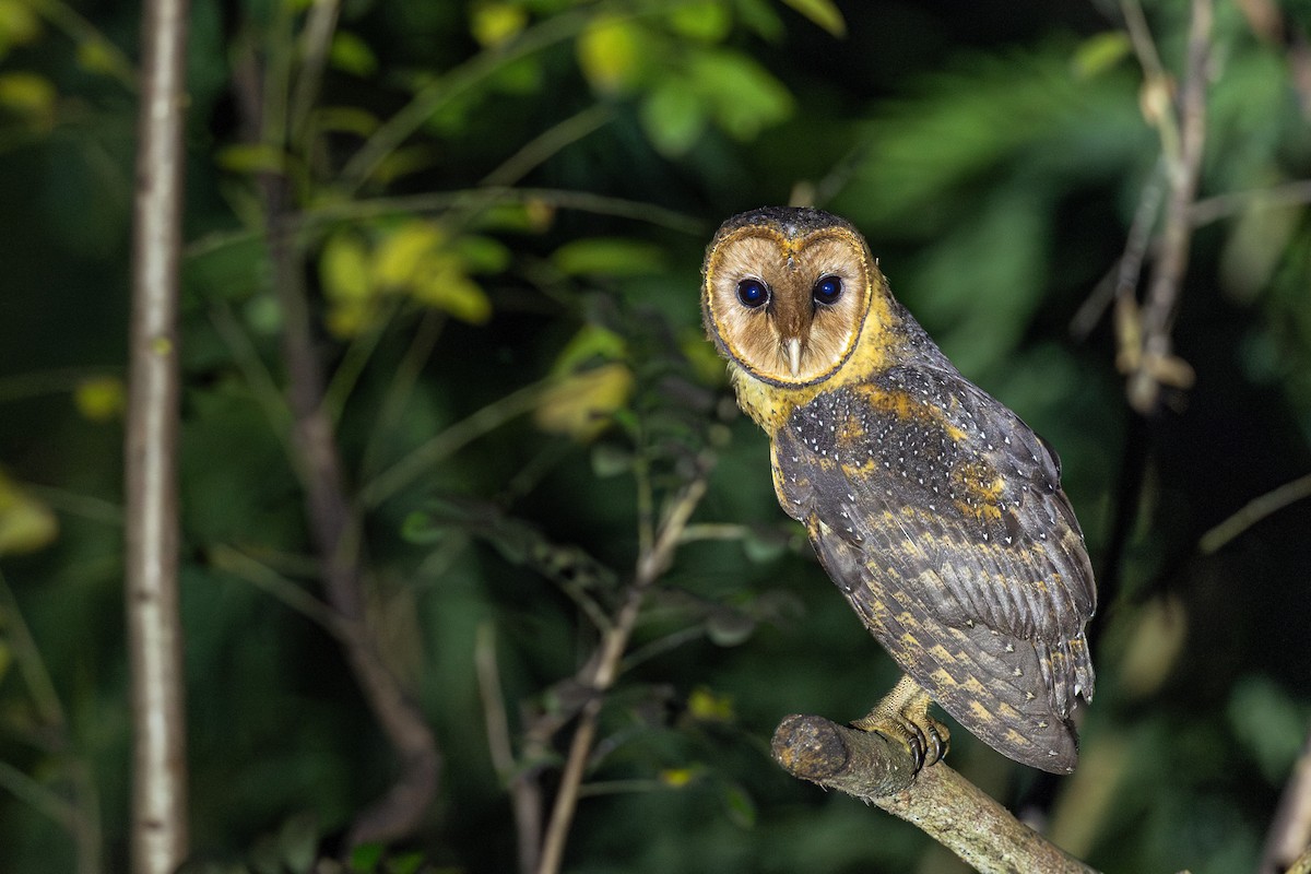 American Barn Owl (Lesser Antilles) - ML631393270