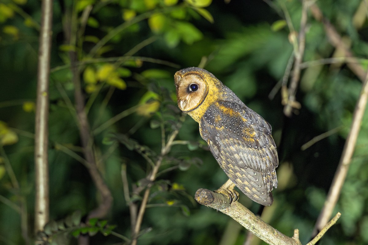 American Barn Owl (Lesser Antilles) - ML631393271