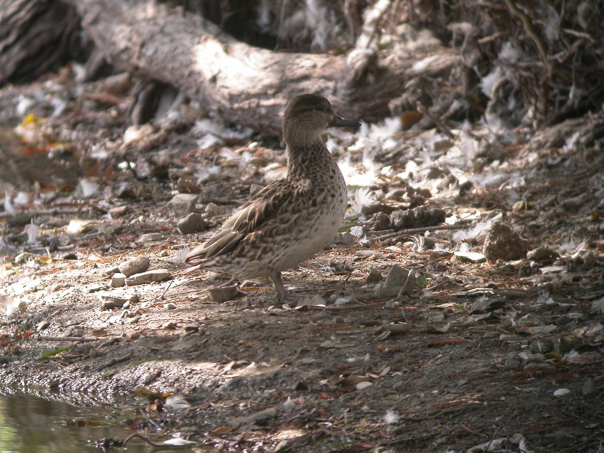 Green-winged Teal - ML631393329