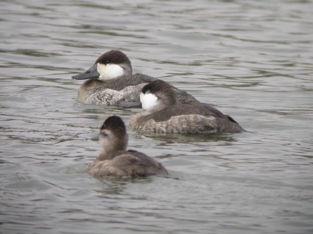 Ruddy Duck - ML631393335