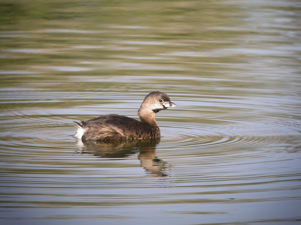 Pied-billed Grebe - ML631393337