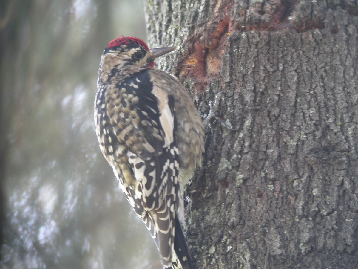 Yellow-bellied Sapsucker - ML631393343