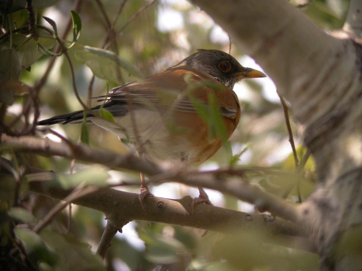 Rufous-backed Robin - ML631393349