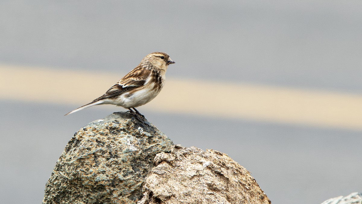 Twite - ML631393353