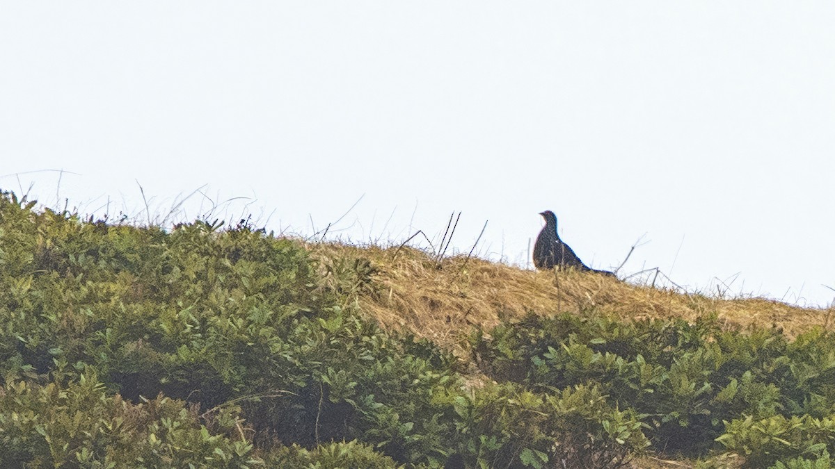 Caucasian Grouse - ML631393404