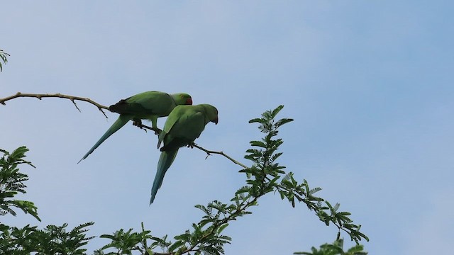 ホンセイインコ - ML631393421