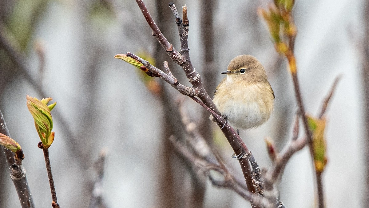 Mountain Chiffchaff - ML631393525