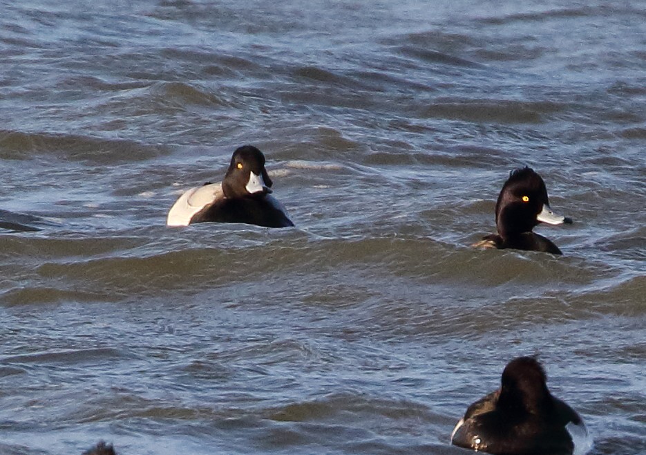 Lesser Scaup - ML631393547