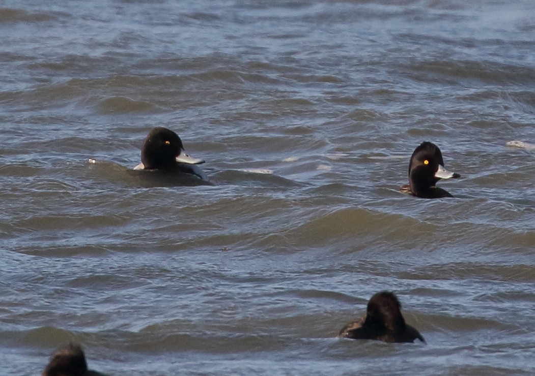 Lesser Scaup - ML631393550