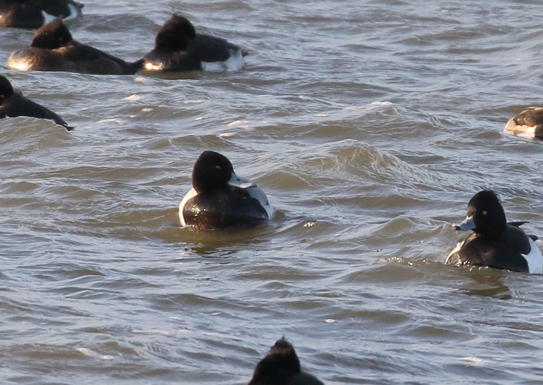 Lesser Scaup - ML631393553