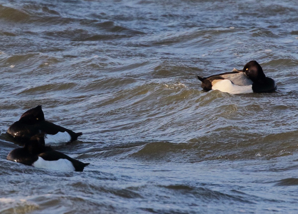 Lesser Scaup - ML631393557