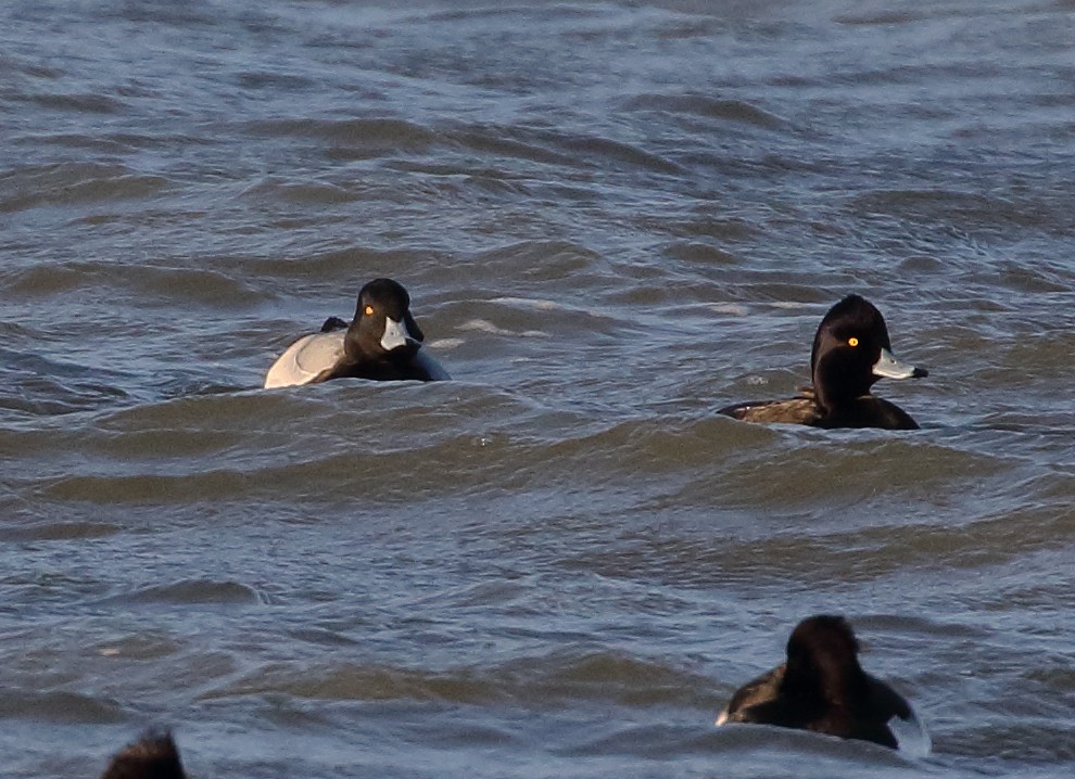 Lesser Scaup - ML631393559