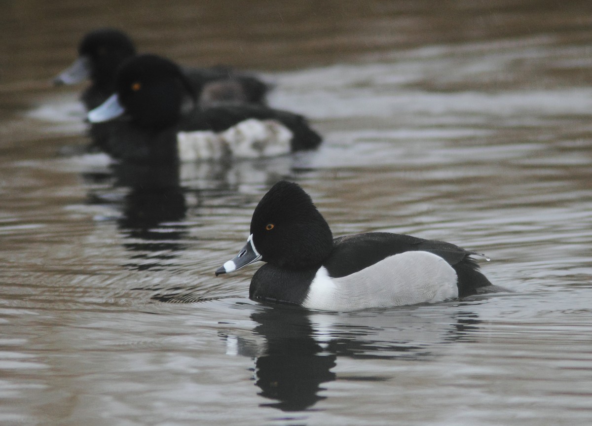 Ring-necked Duck - ML631393670