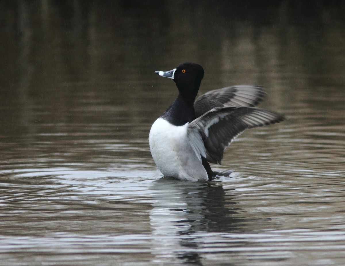 Ring-necked Duck - ML631393672