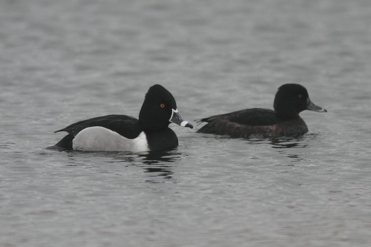 Ring-necked Duck - ML631393673