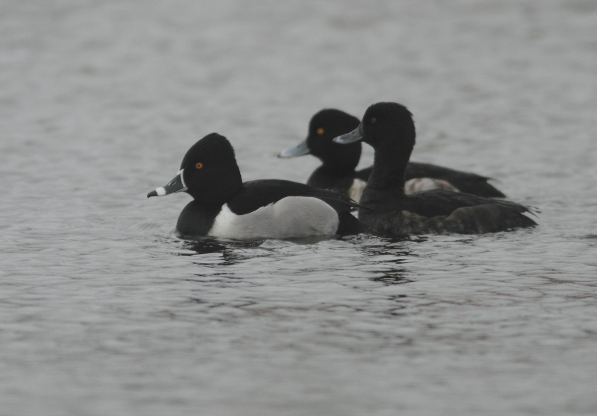 Ring-necked Duck - ML631393675