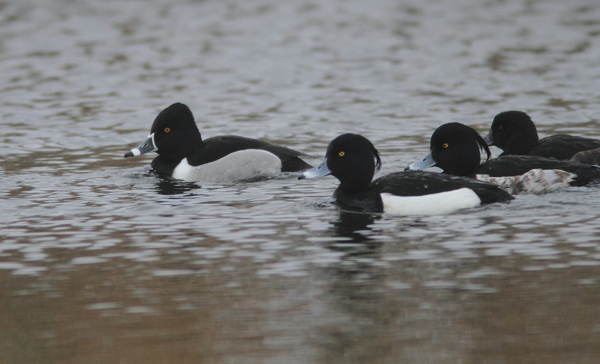 Ring-necked Duck - ML631393680