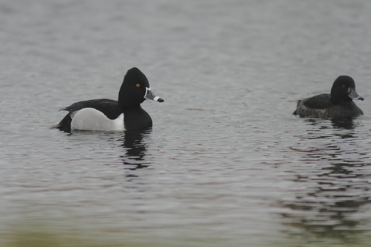 Ring-necked Duck - ML631393683