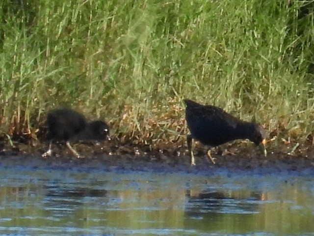 Australian Crake - ML631393740