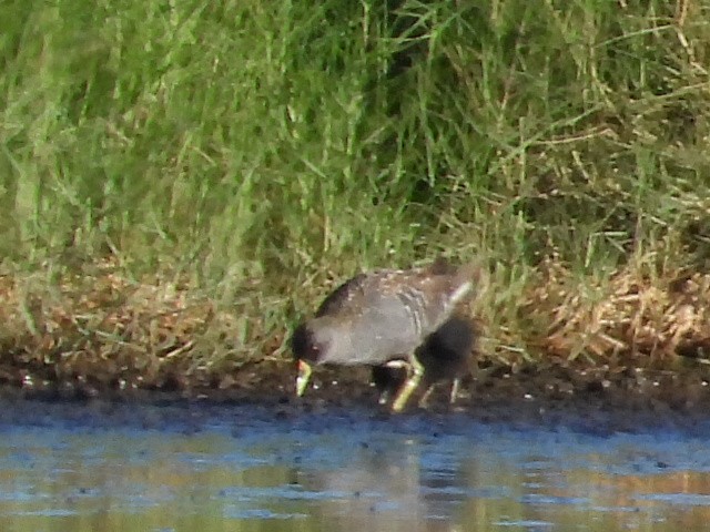 Australian Crake - ML631393741