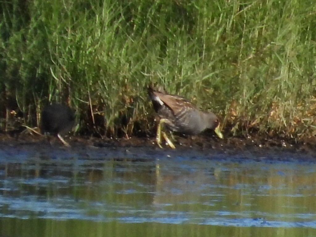 Australian Crake - ML631393742