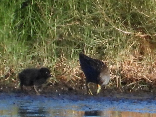 Australian Crake - ML631393743