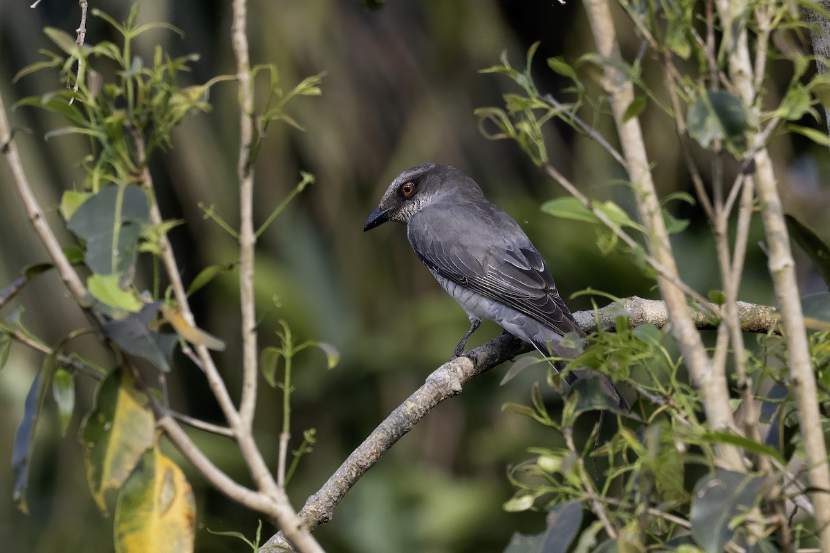 Indian Cuckooshrike - ML631393818