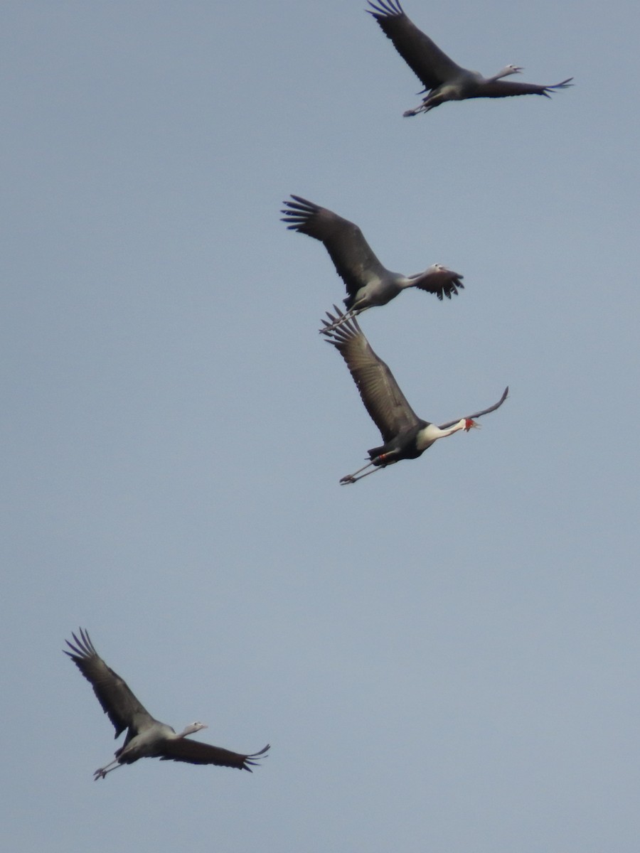 Wattled Crane - ML631394056
