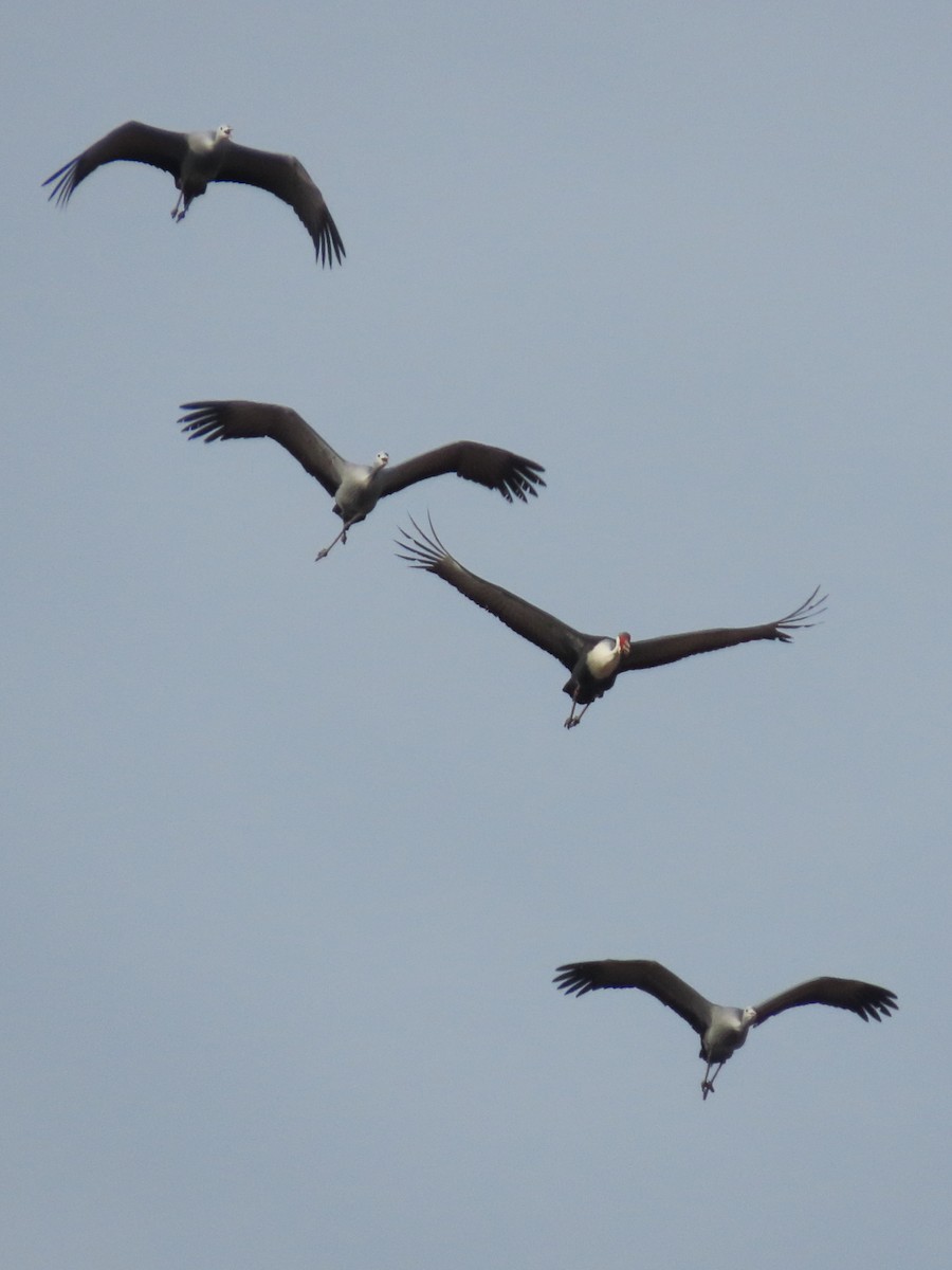Wattled Crane - ML631394059