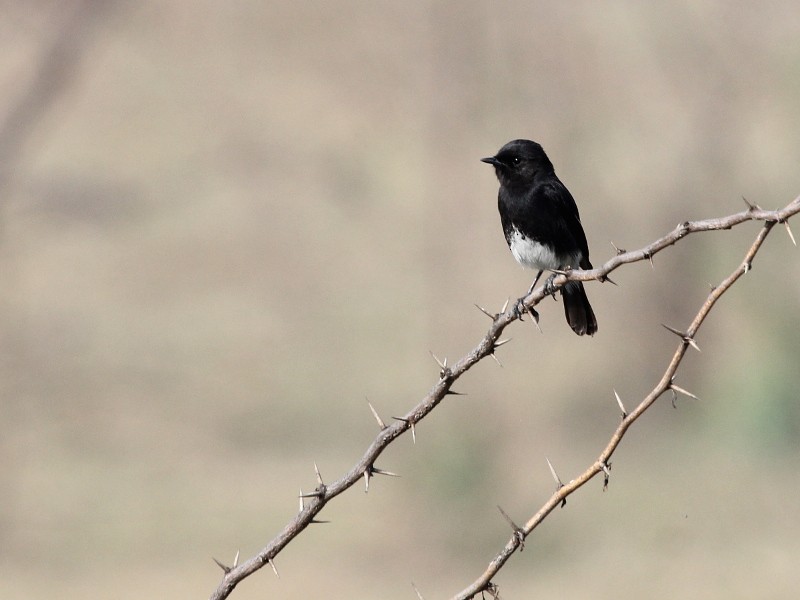Pied Bushchat - Chris Bradshaw