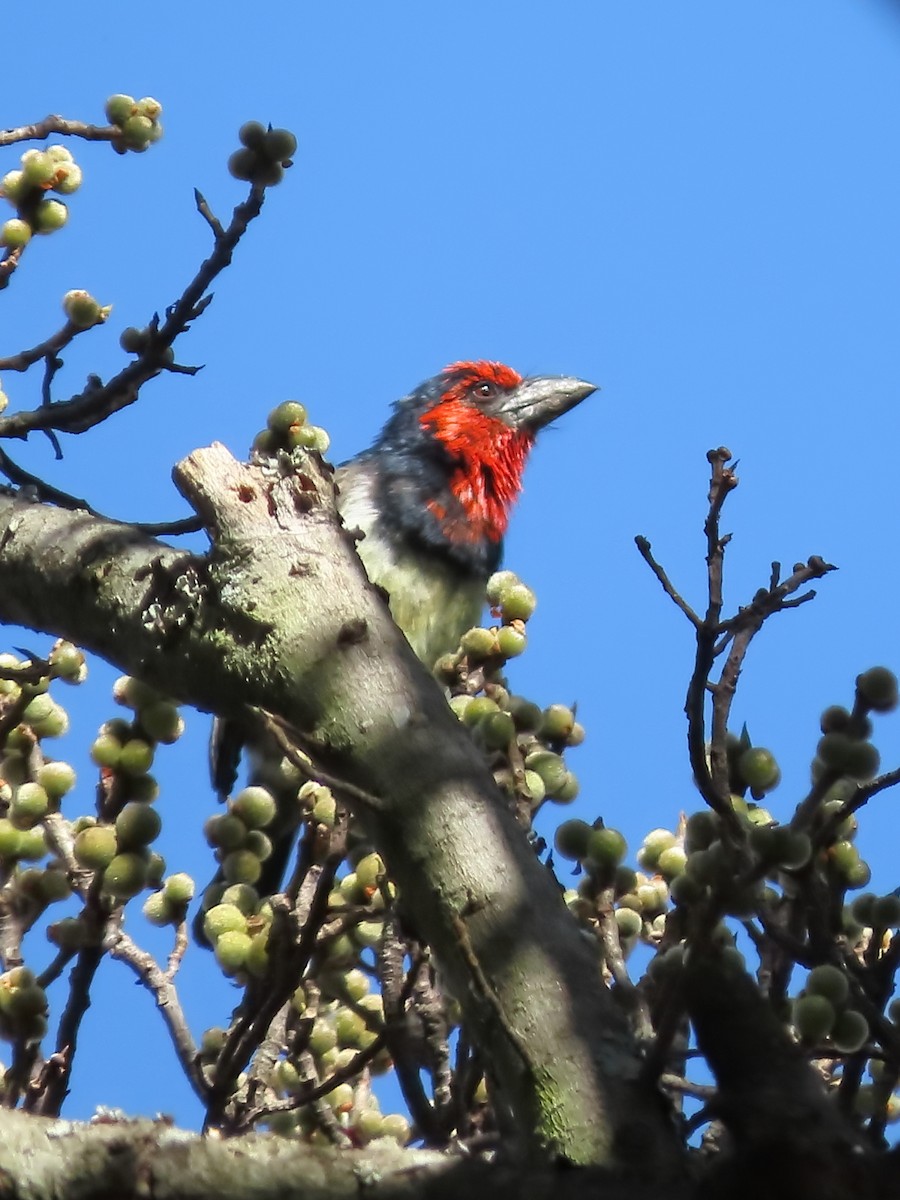 Black-collared Barbet - ML631394199